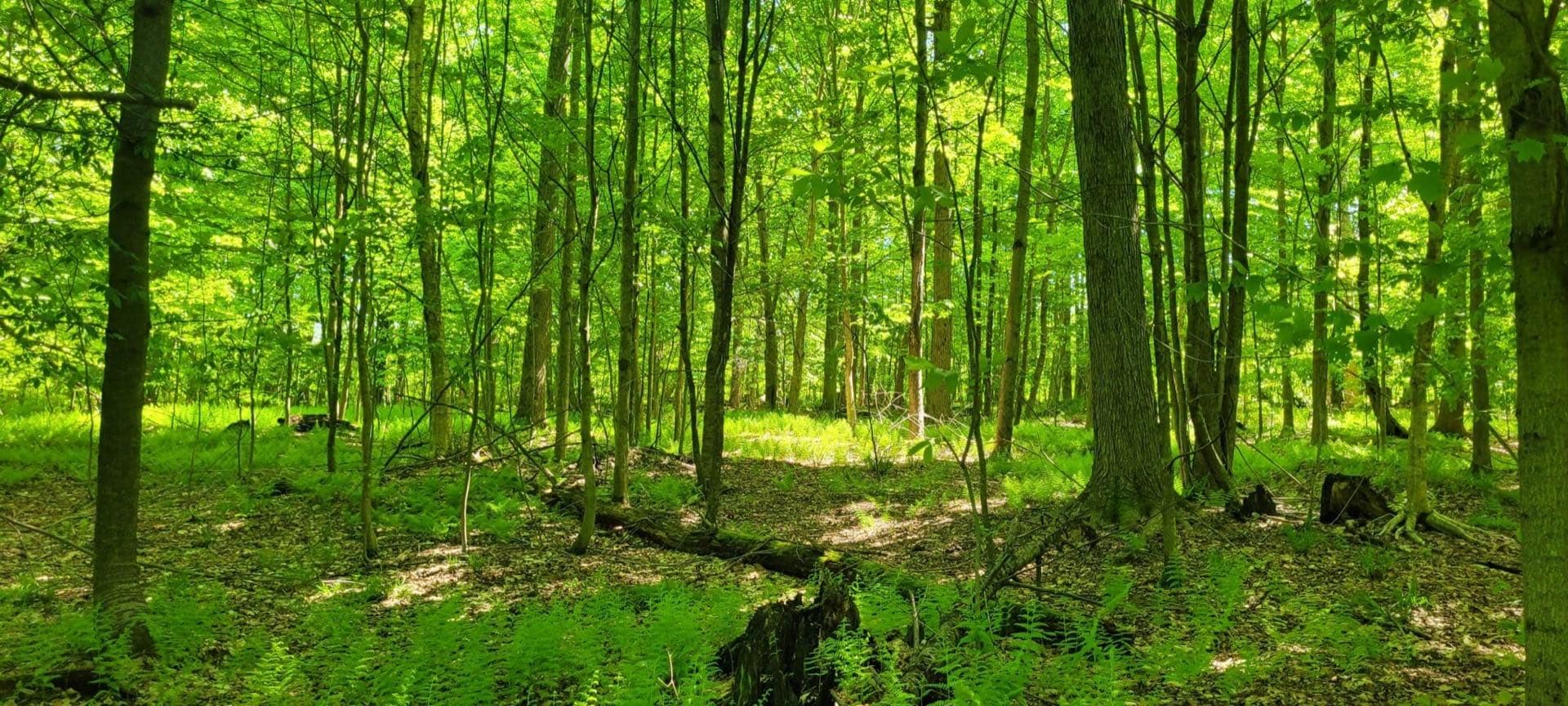 Timber Tracts